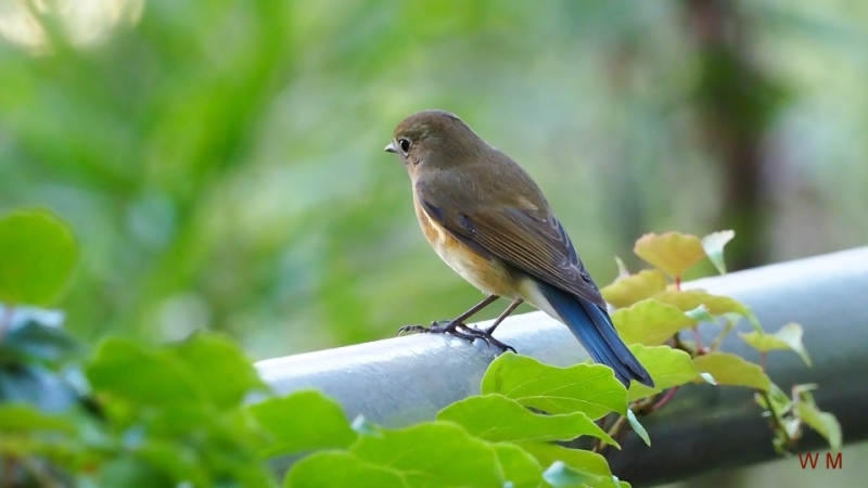 Red-flankedBluetail2.jpg