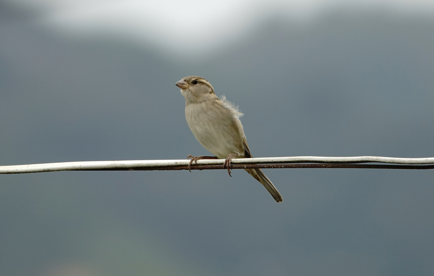 DSC08949 Sparrow sp @ Long Valley.jpg