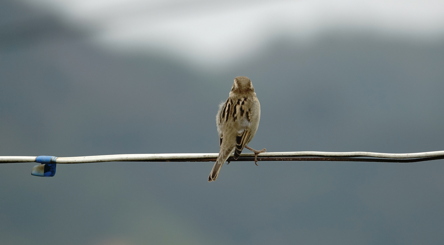 DSC08948 Sparrow sp. @ Long Valley.jpg