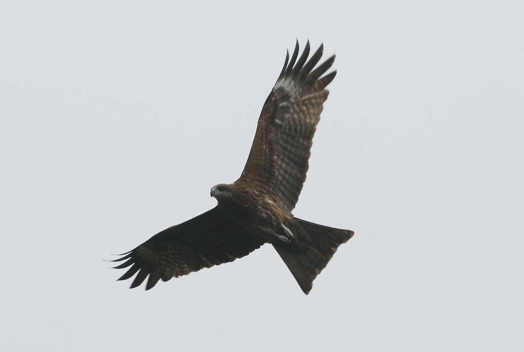 Black Kite (1).jpg