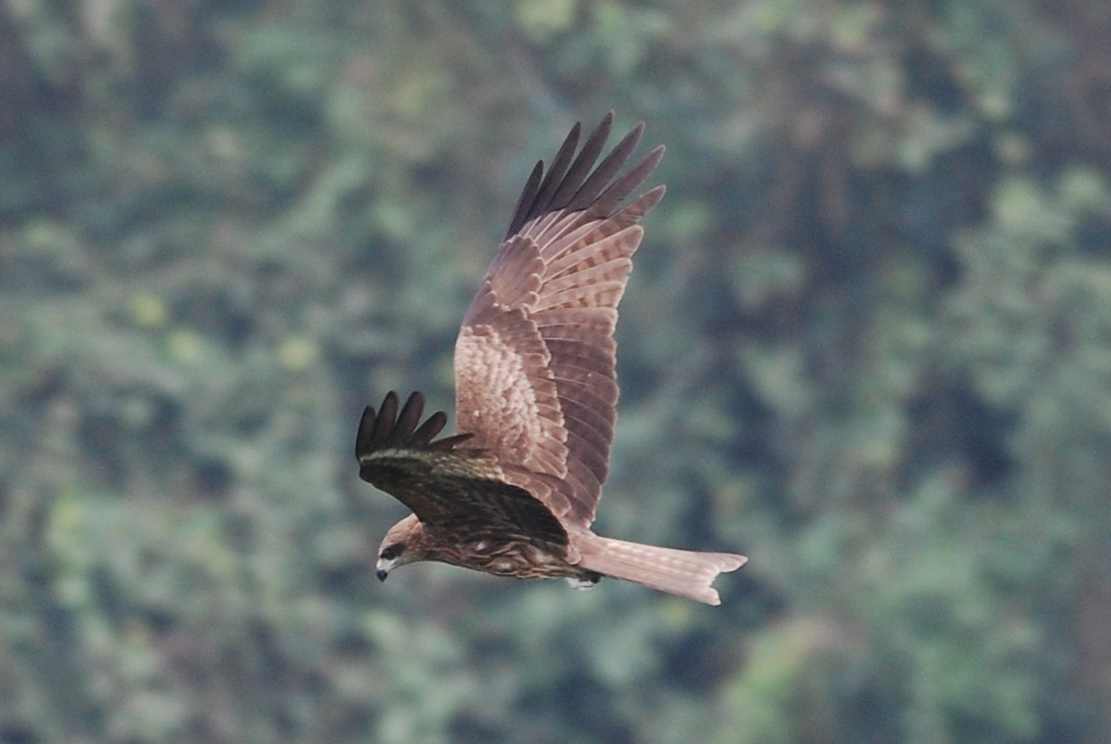 Black Kite (8).jpg