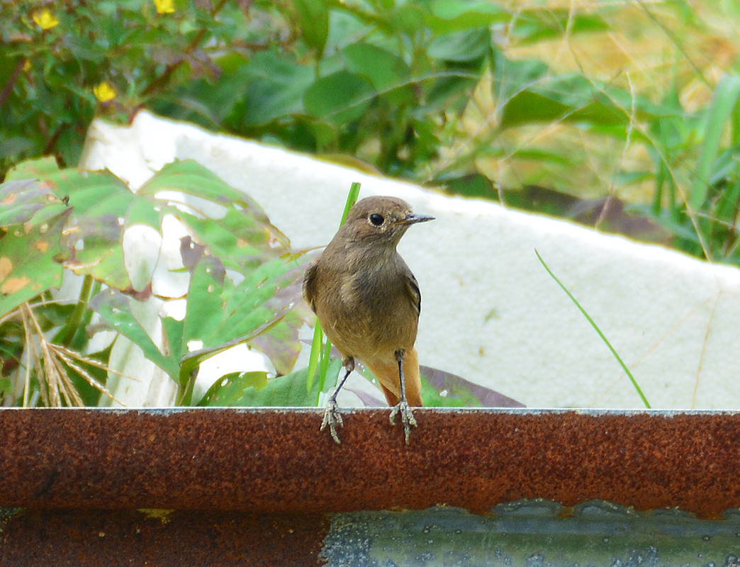 D71_5480 赭紅尾鴝Black Redstart.jpg