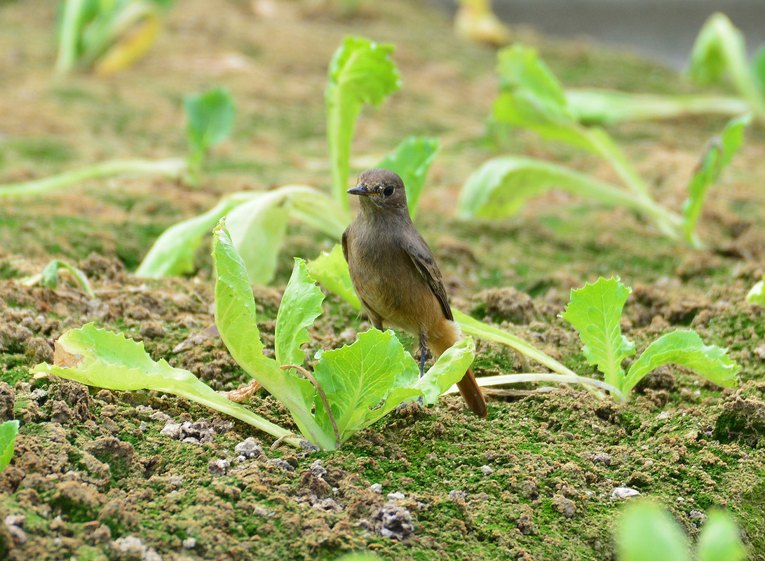 D71_5500 赭紅尾鴝Black Redstart-2.jpg