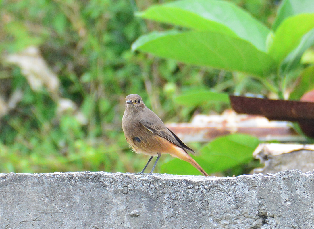 D71_5508 赭紅尾鴝Black Redstart.jpg