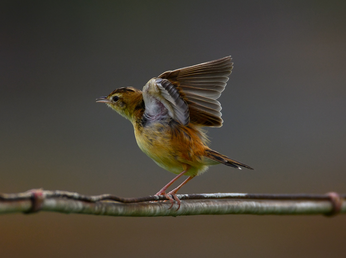 D71_5328_棕扇尾鶯 Cisticola Juncidis.jpg