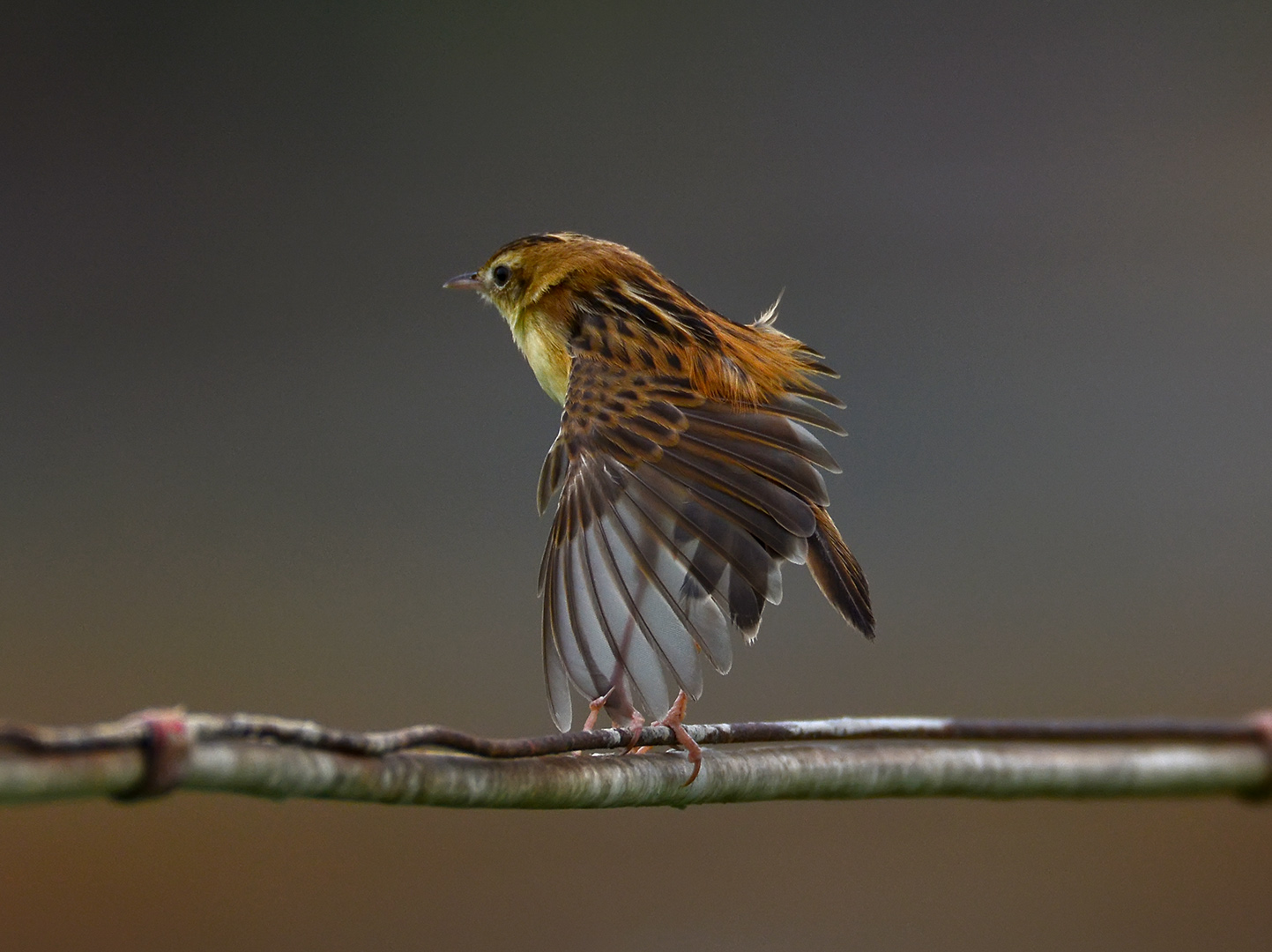 D71_5327_棕扇尾鶯  Cisticola Juncidis.jpg