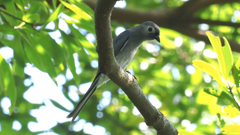 AshyDrongo.jpg