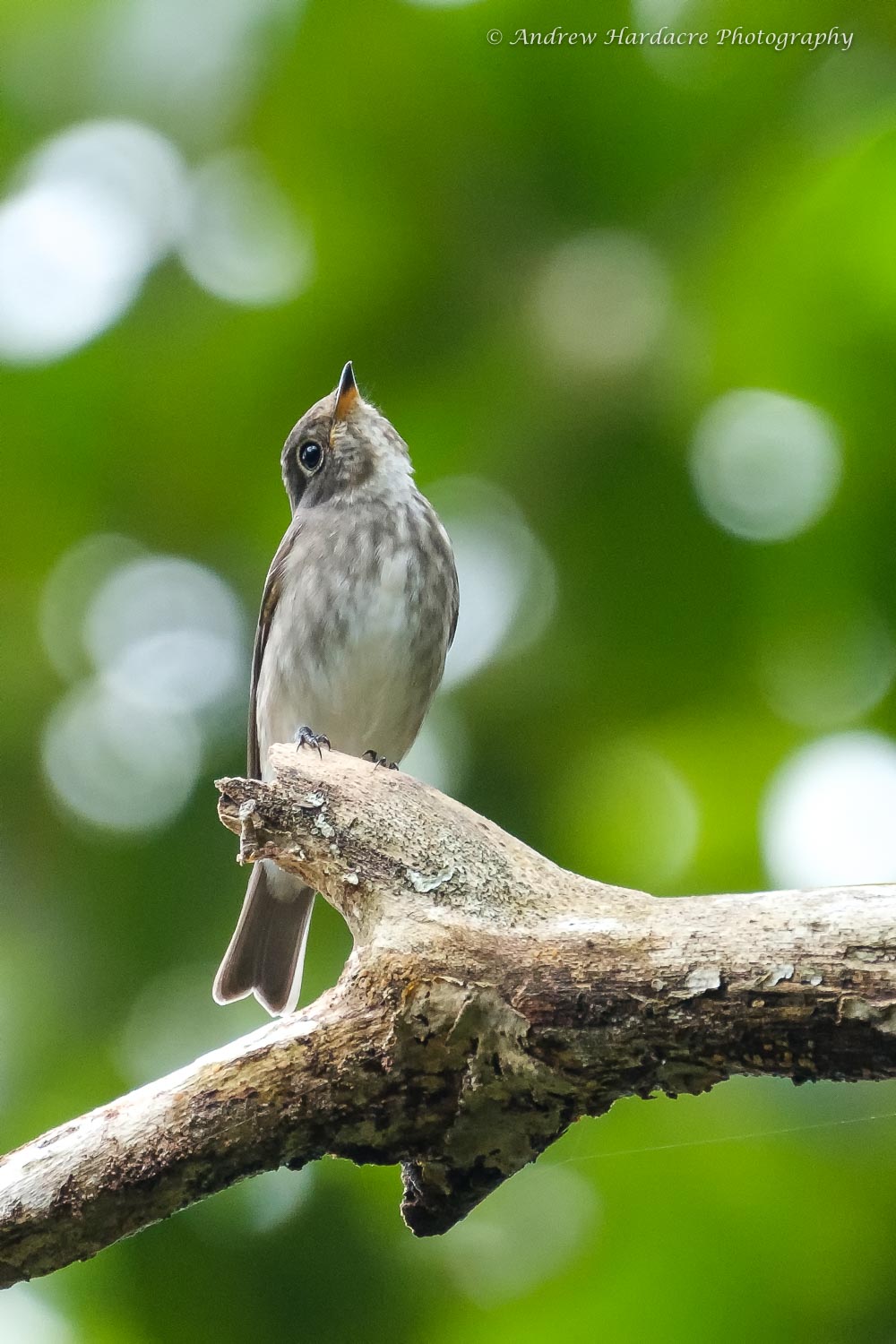 Muscicapa dauurica2.jpg