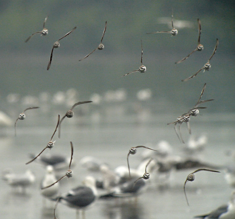 kentish plovers flight G1_1200002.jpg