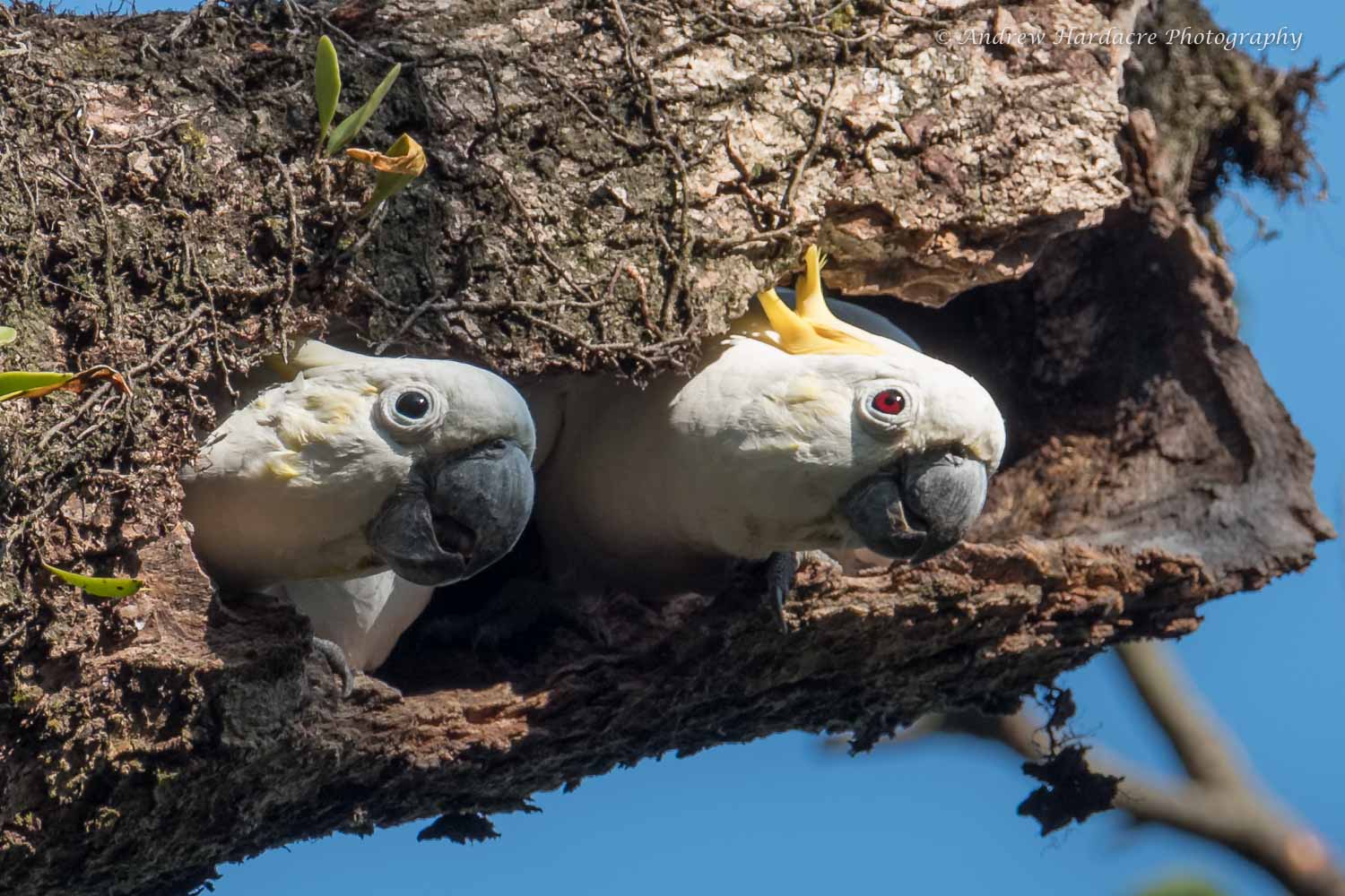 Cacatua sulphurea.jpg