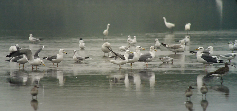 gulls G1_1190949.jpg