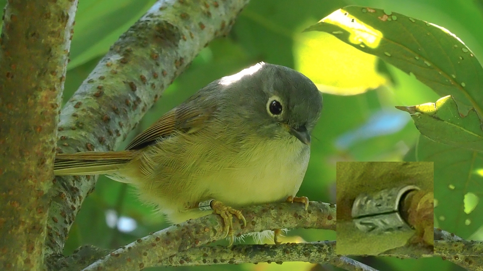 Grey-cheeked Fulvetta.jpg