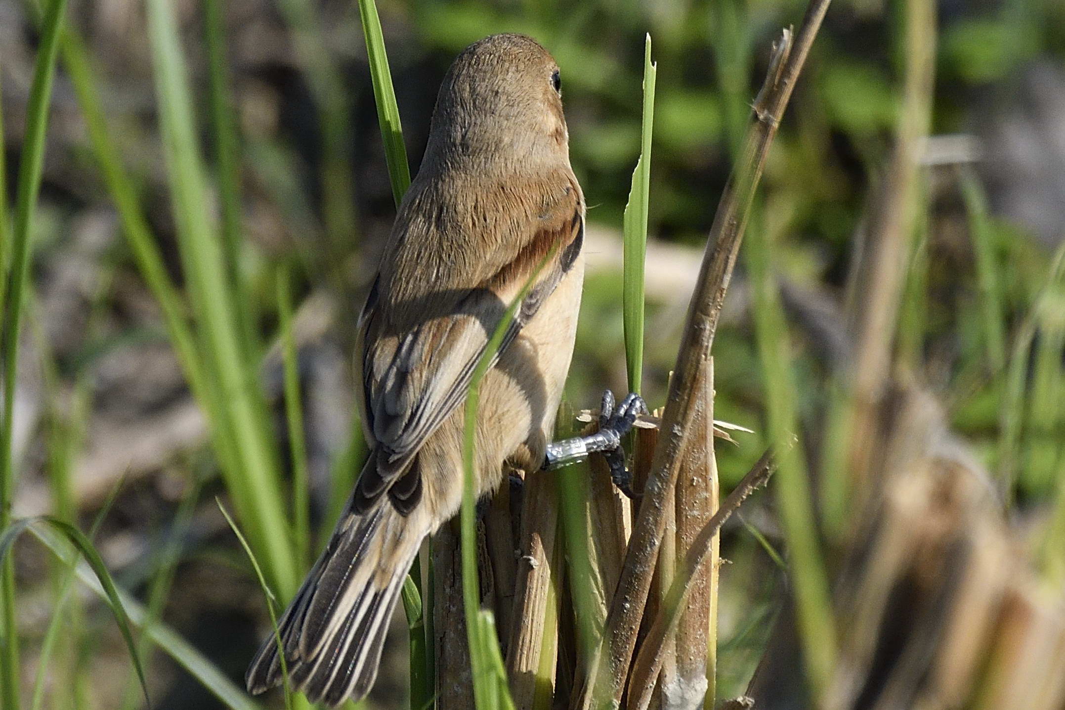 Chinese Penduline Tit F_002.jpg