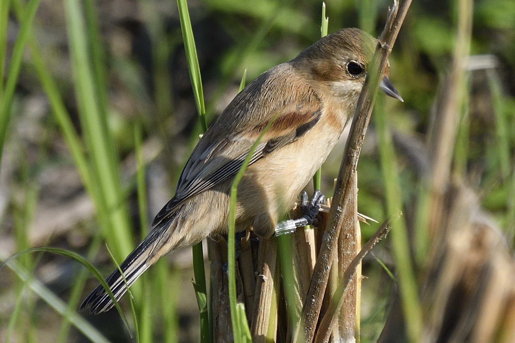 Chinese Penduline Tit F_003.jpg