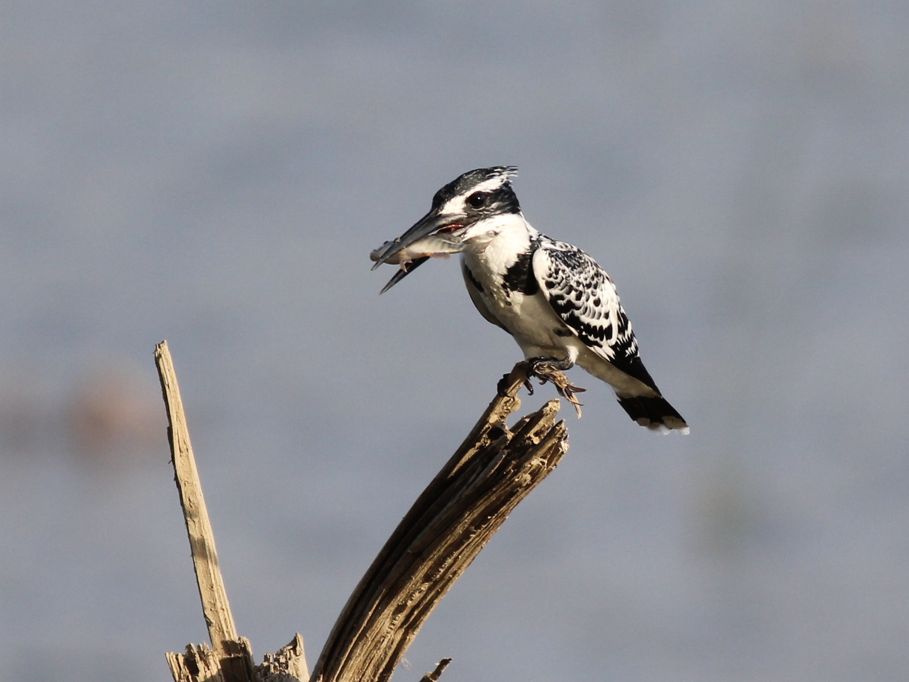 Pied Kingfisher.jpg