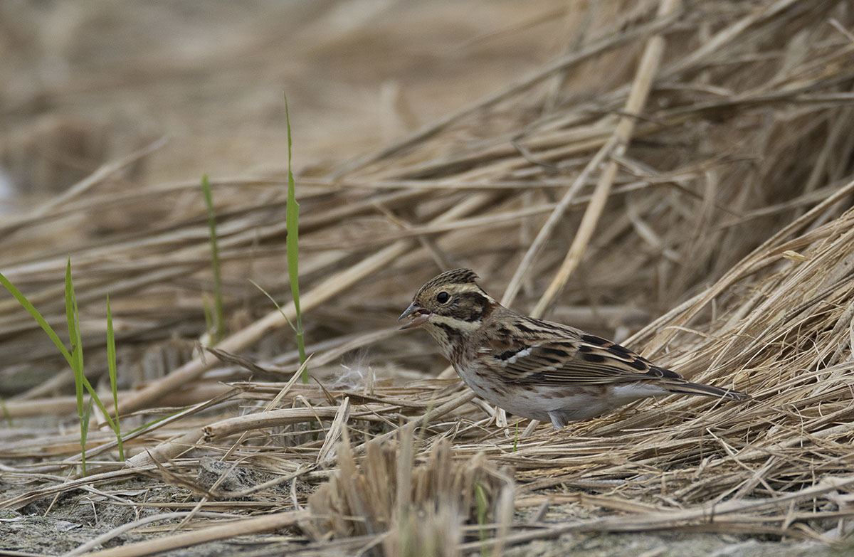 Rustic Bunting 875A8883.jpg