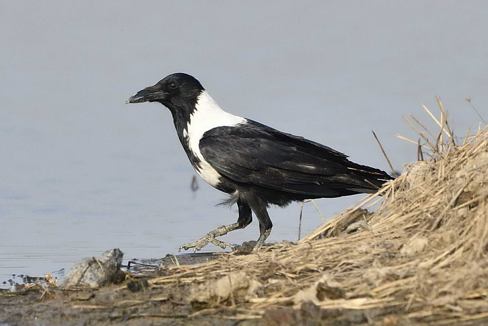 Collared Crow ringed 1_resize.jpg