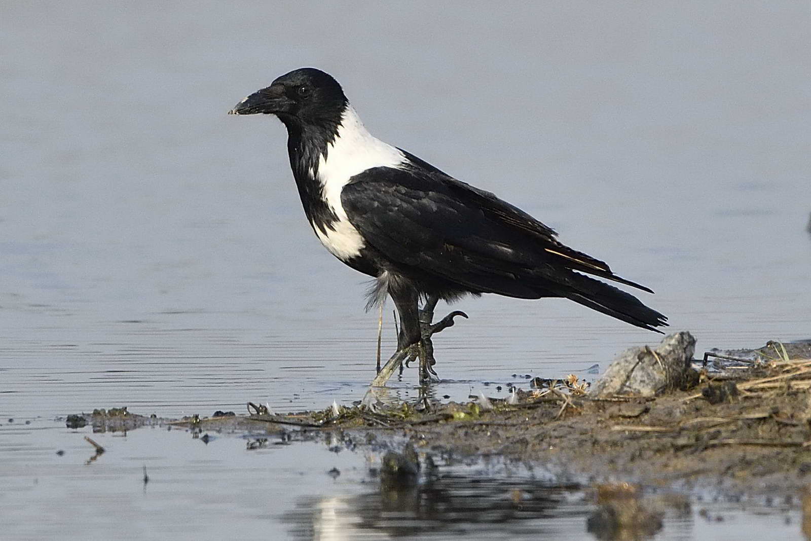 Collared Crow ringed 3_resize.jpg