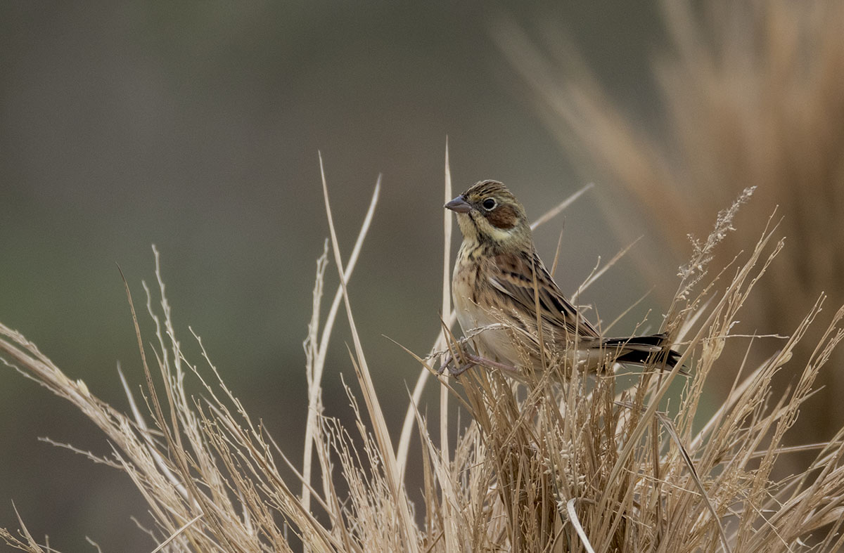 Chestnut-eared Bunting 875A8220.jpg