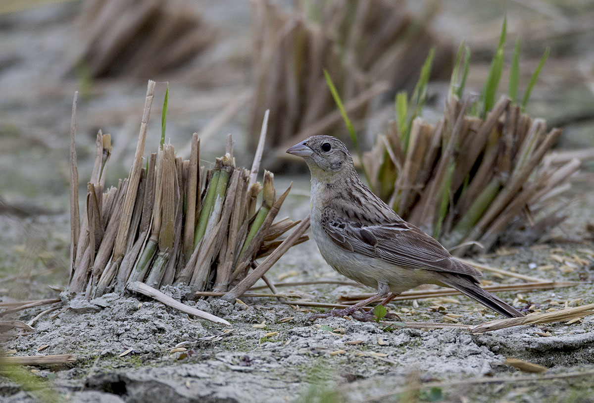 Black-headed Bunting 875A8428.jpg