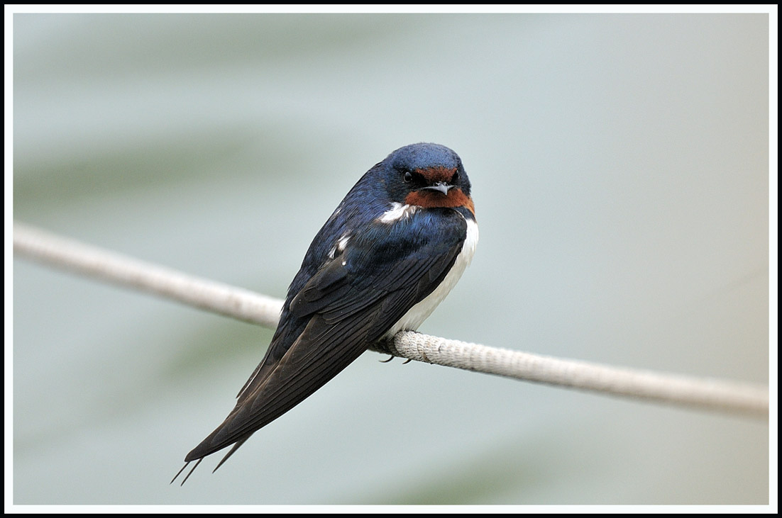 swallow 2.jpg