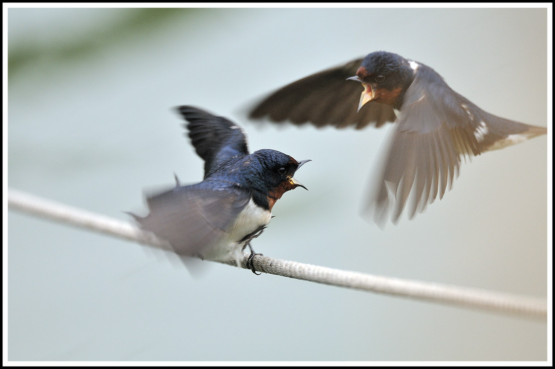 swallow 4.jpg