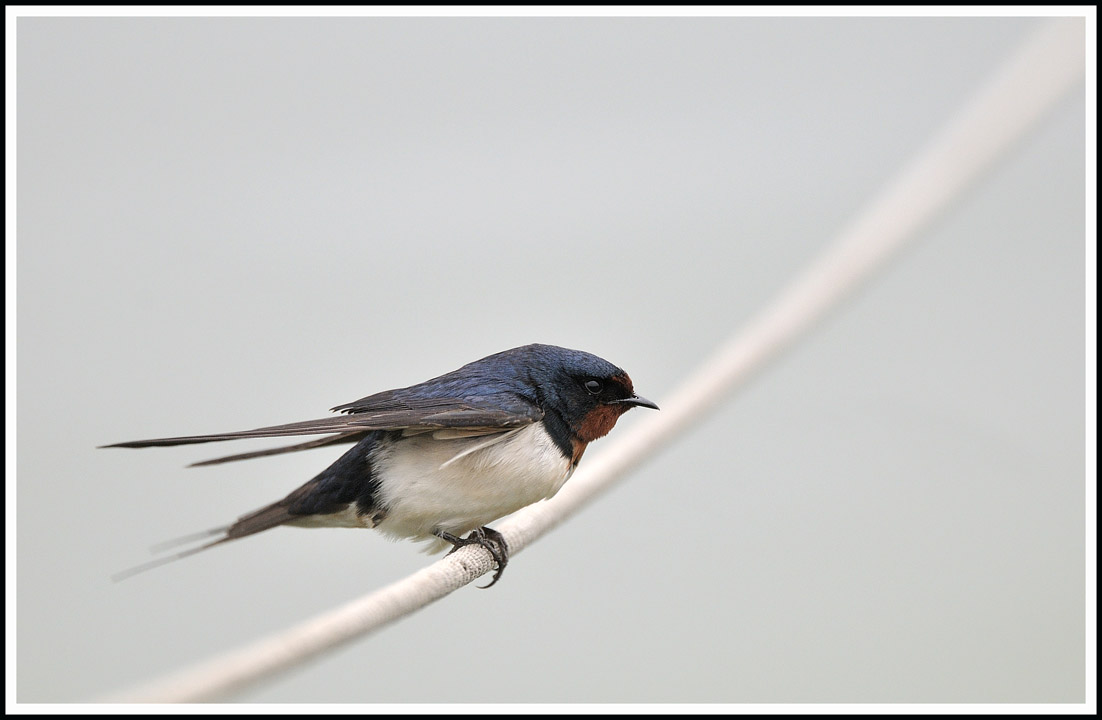 swallow 5.jpg