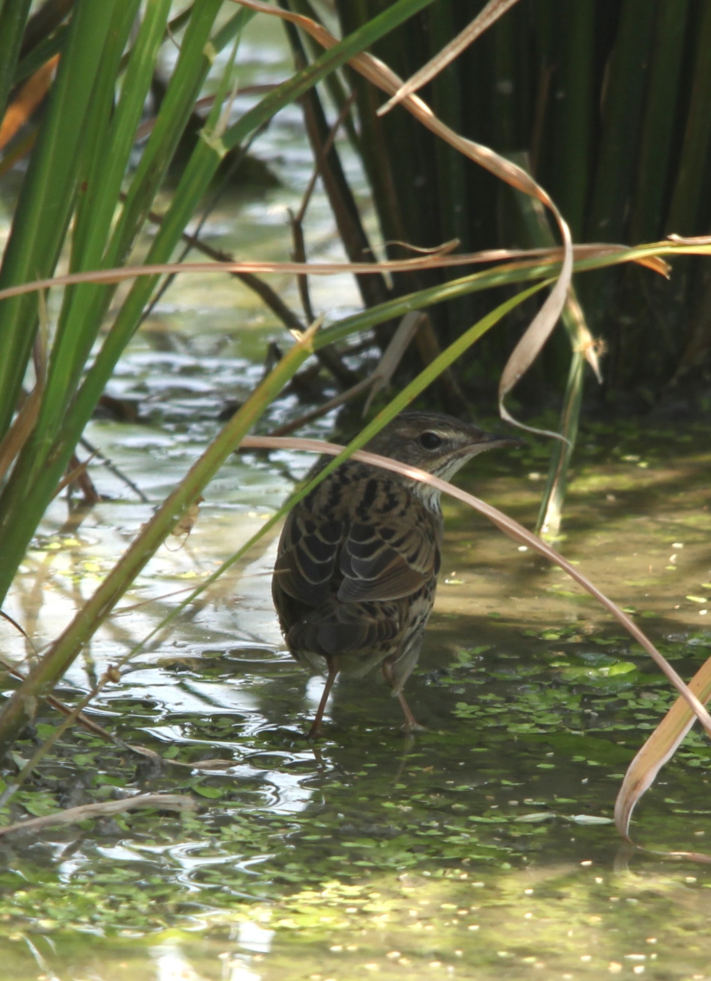 IMG_3143 pipit Resized2.jpg