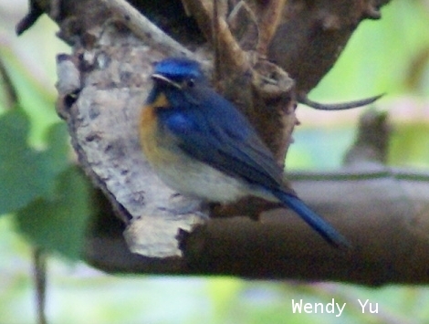 flycatcher02.jpg