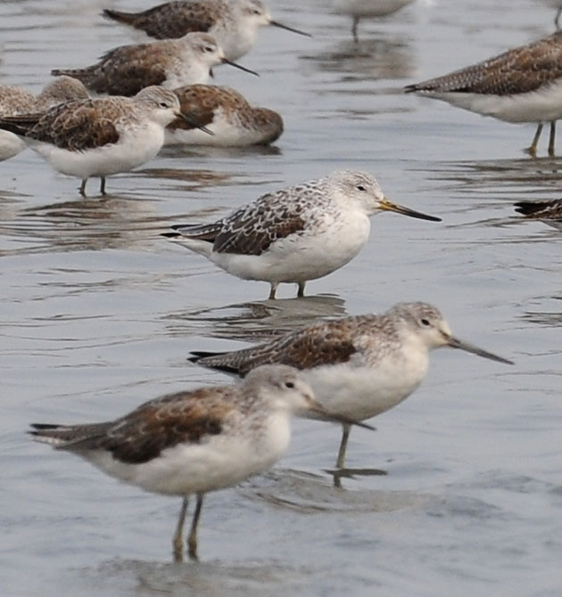 unknown nordmanns greenshank DSC_2396.jpg