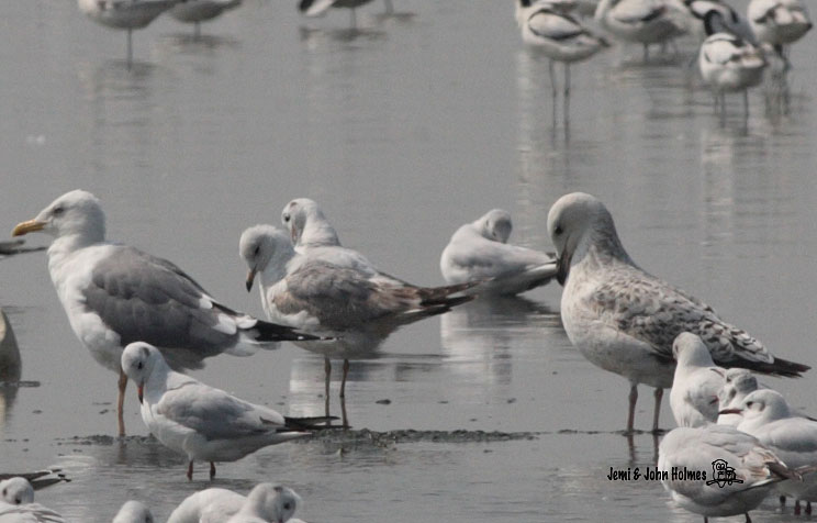 CommonGull_JJH090315-01.jpg