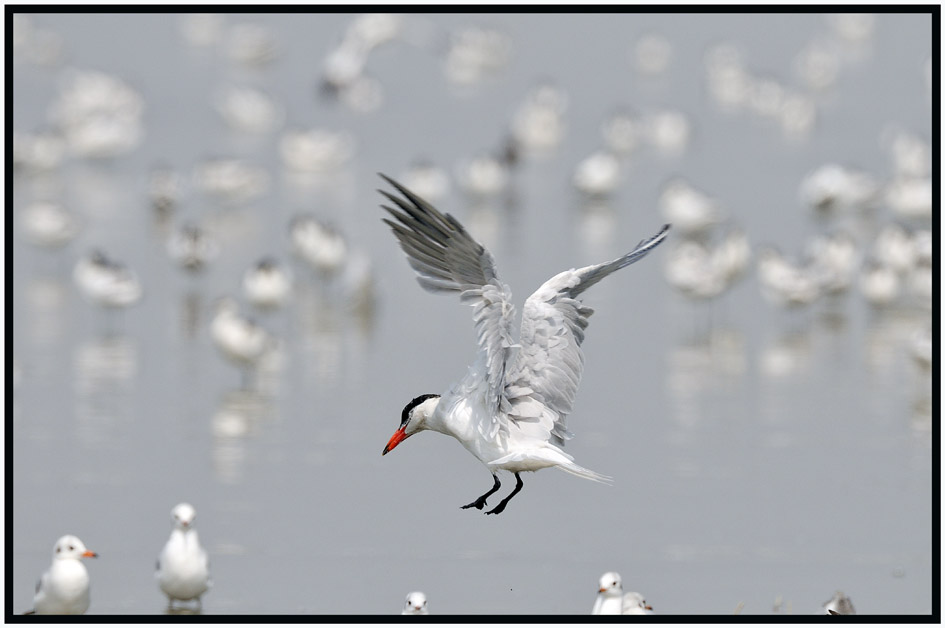 Caspian Tern 紅咀巨鷗 1.jpg