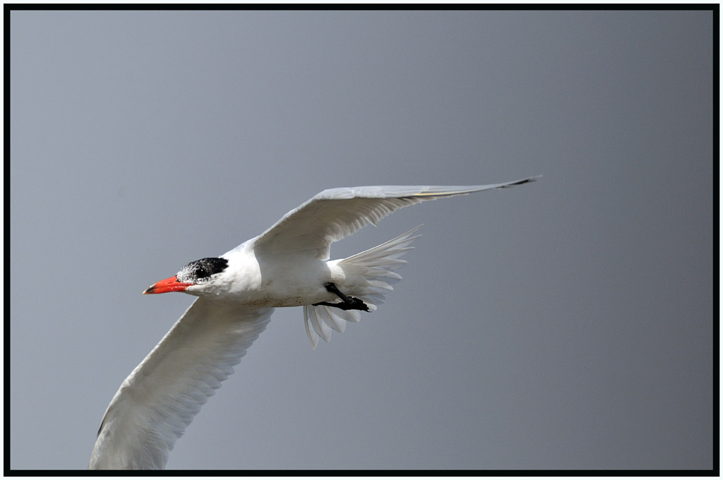 Caspian Tern 紅咀巨鷗 2.jpg