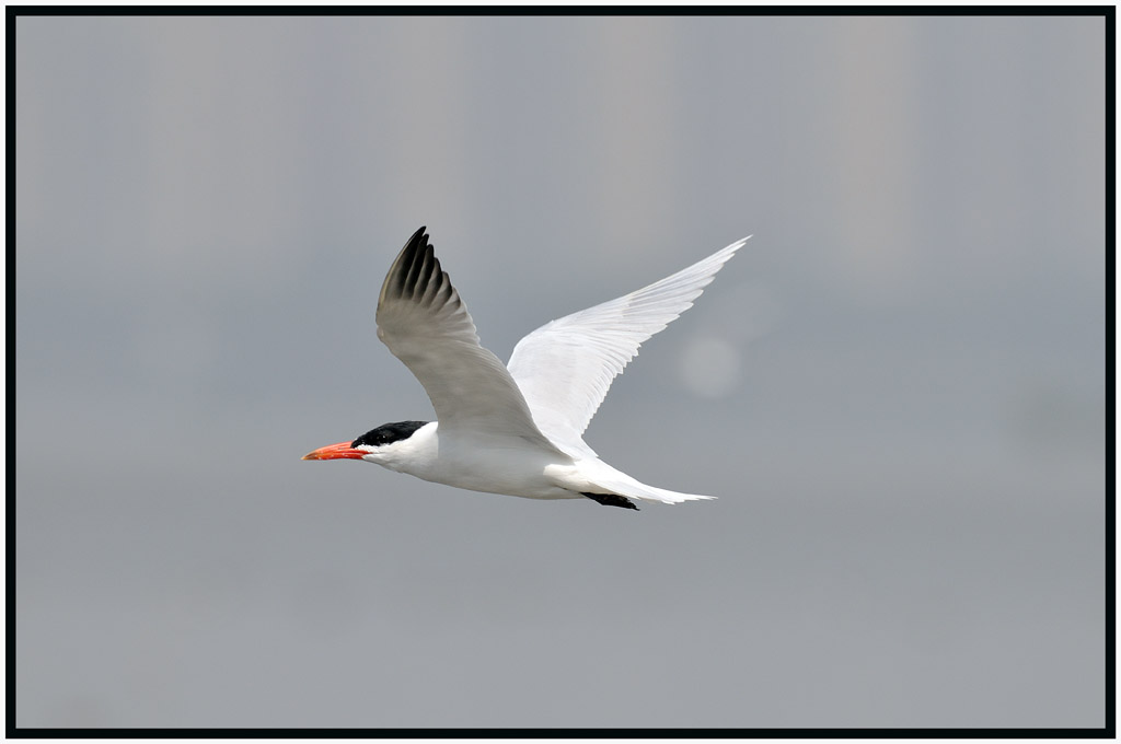 Caspian Tern 紅咀巨鷗 3.jpg