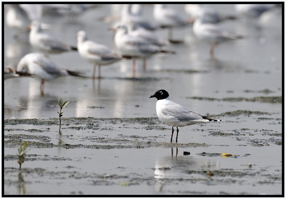 Saunder's Gull 黑咀鷗 1.jpg