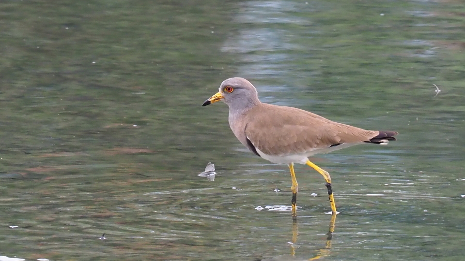 Grey-headedLapwing1.jpg