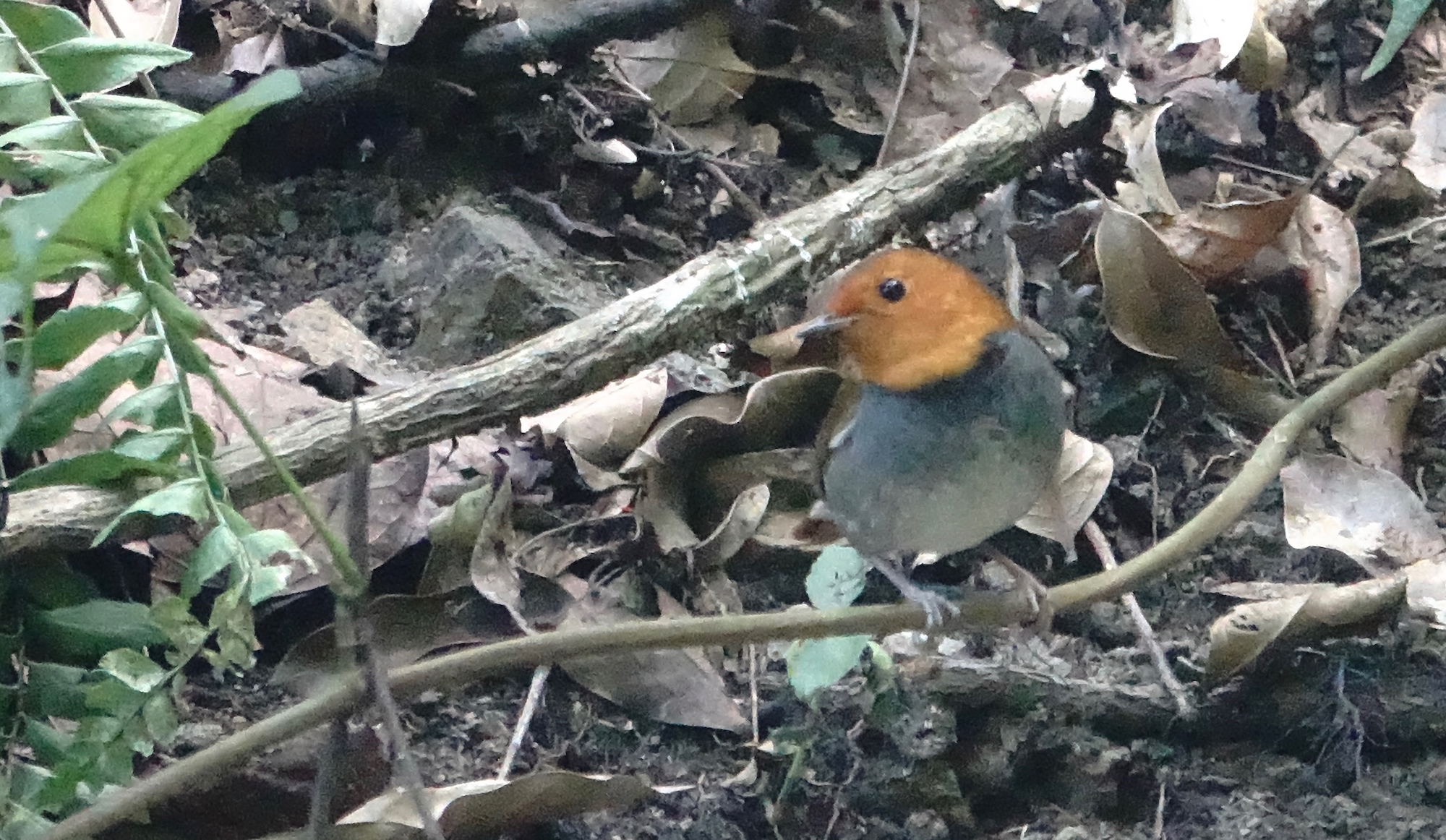 DSC09349 Japanese Robin @ Ng Tung Chai.jpg