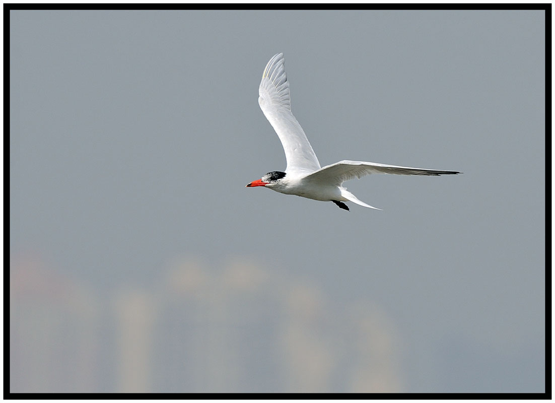 Caspian Tern 紅咀巨鷗 6.jpg