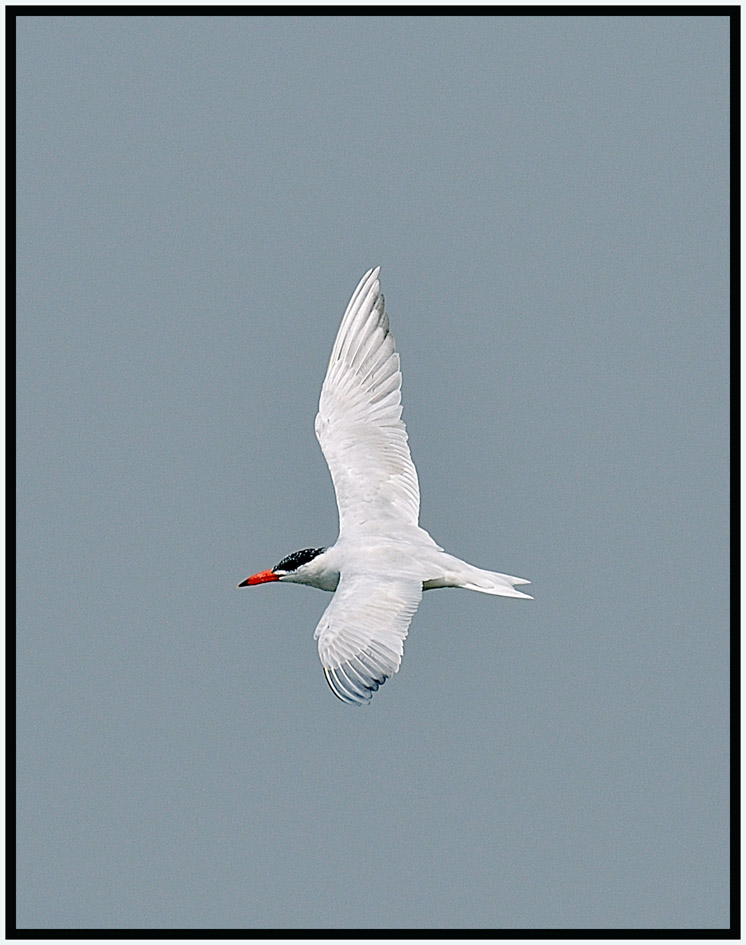 Caspian Tern 紅咀巨鷗 7.jpg