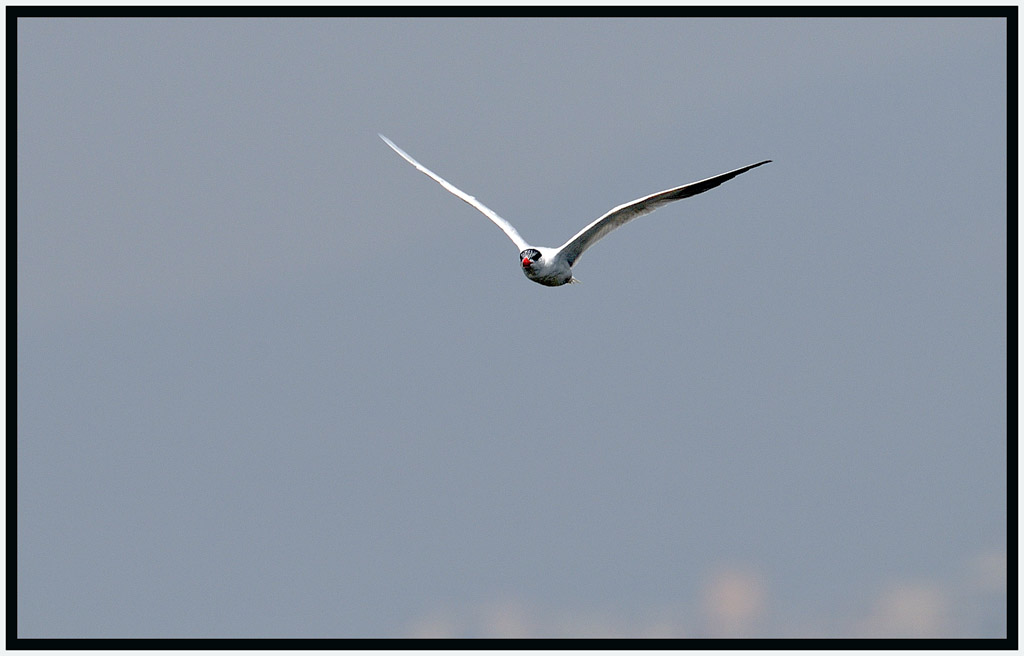 Caspian Tern 紅咀巨鷗 8.jpg