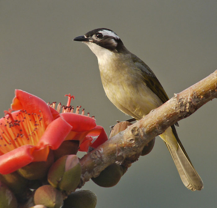 chinese bulbul flowers G1_1220013.jpg