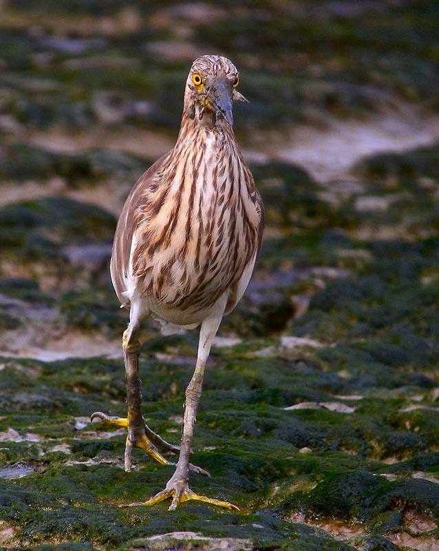 chinese pond heron P6000 iphotoDSCN9009.jpg