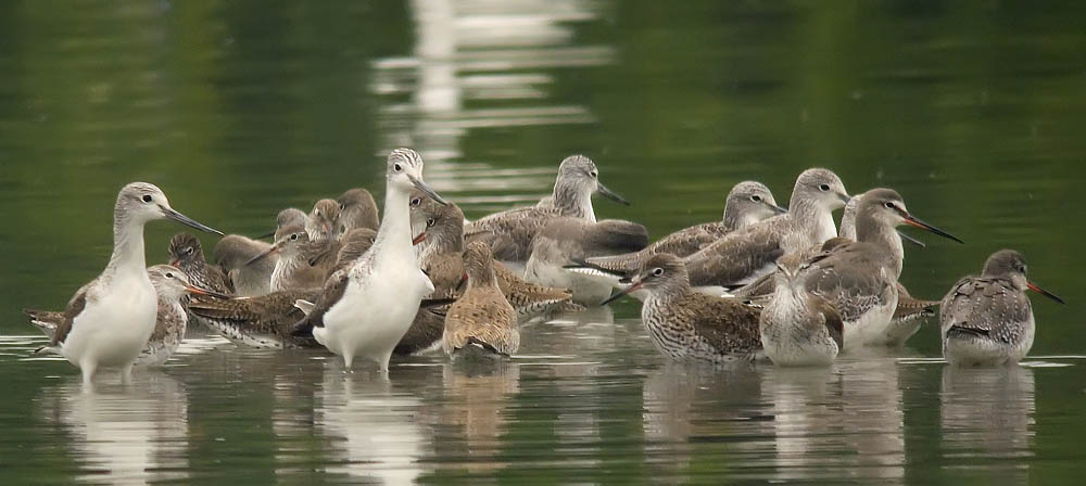 greenshanks redshanks raw P6000P6000_2.jpg