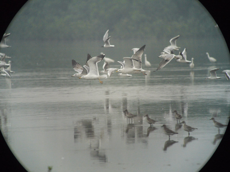 gulls take off G1_1190885.jpg