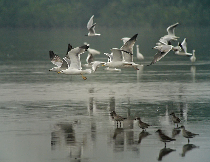 gulls takeoff crop nw G1_1190885.jpg