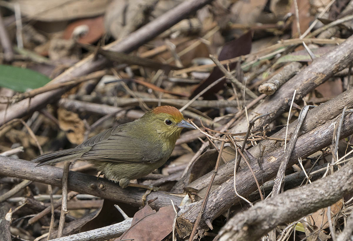 Rofous-capped Babbler DSC09875.jpg