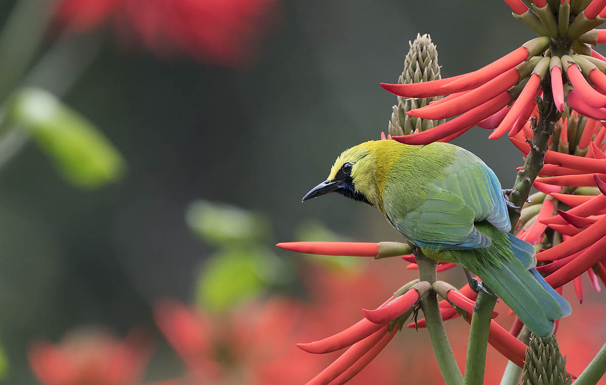 Blue-winged Leafbird DSC00497.jpg