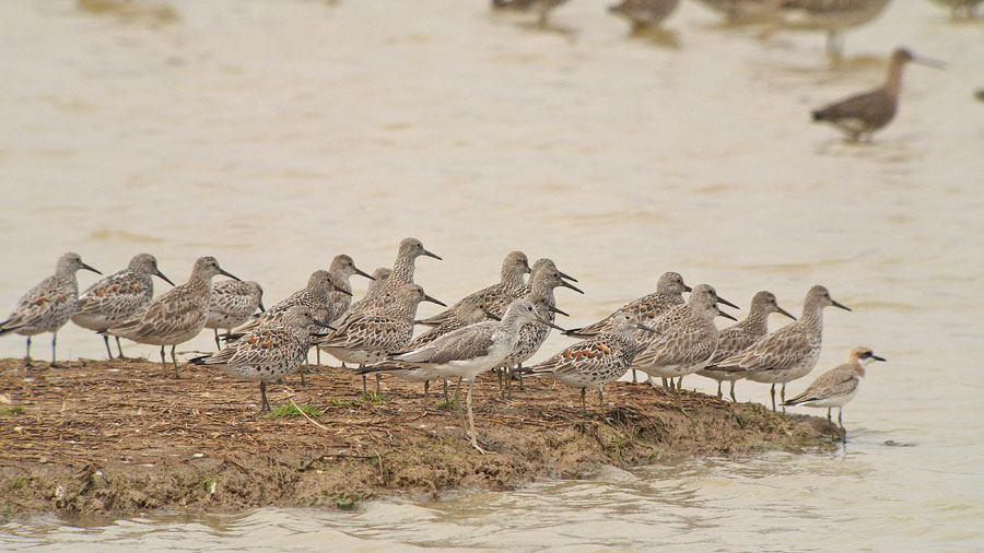 great knots sandplover G1 sw45x_1220857.jpg