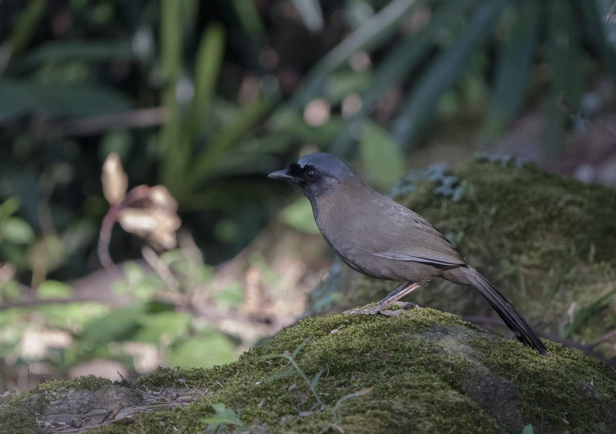 Juvenile Black-throated Laughingthrush DSC01107.jpg