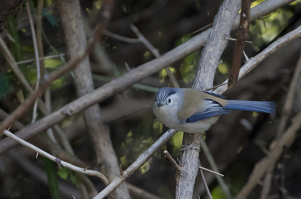 Blue-winged Minla DSC01170.jpg